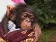 Питомник шимпанзе Такугама (Сьерра-Леоне)
